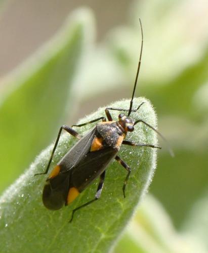 Réf. 229 417 : Capsodes flavomarginatus